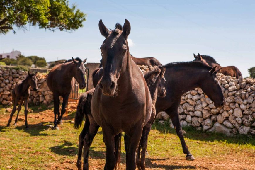 Horses